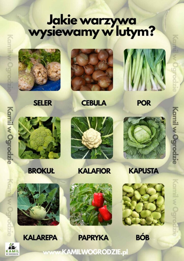 Jakie warzywa wysiewamy w lutym? foto. Kamil w Ogrodzie
