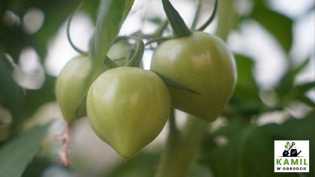 Drobna pielęgnacja co kilka dni zapewnia mi zdrowe i obfite plony każdego roku. Uprawiam pomidory w szklarni. | foto. Kamil w Ogrodzie materiały własne