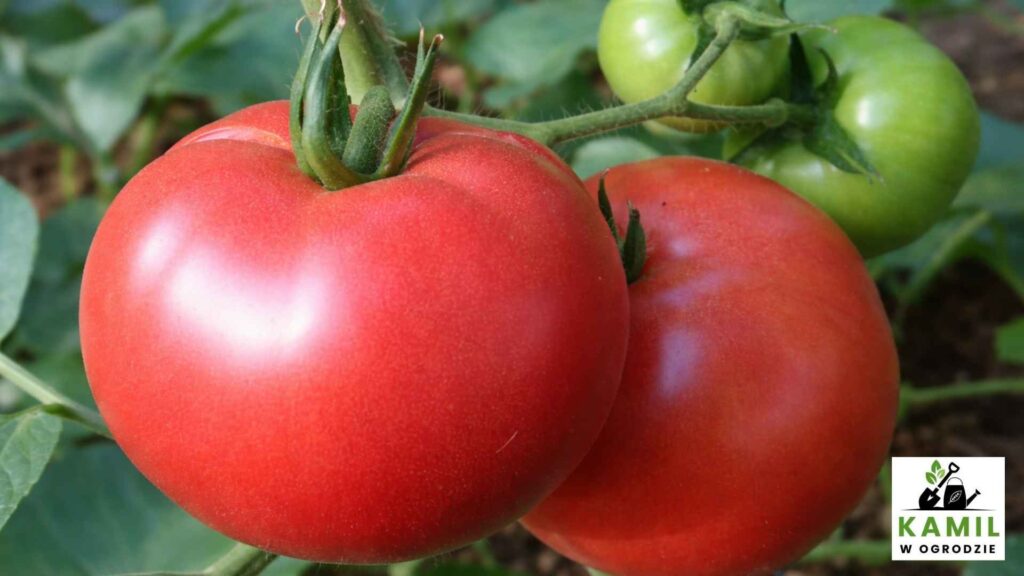 Honey Moon Malinowy | foto. Kamil w Ogrodzie