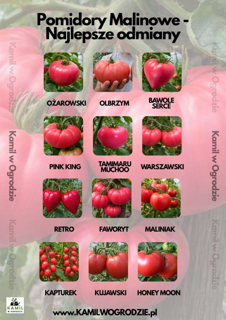 Pomidory Malinowe Najlepsze odmiany foto. Kamil w Ogrodzie