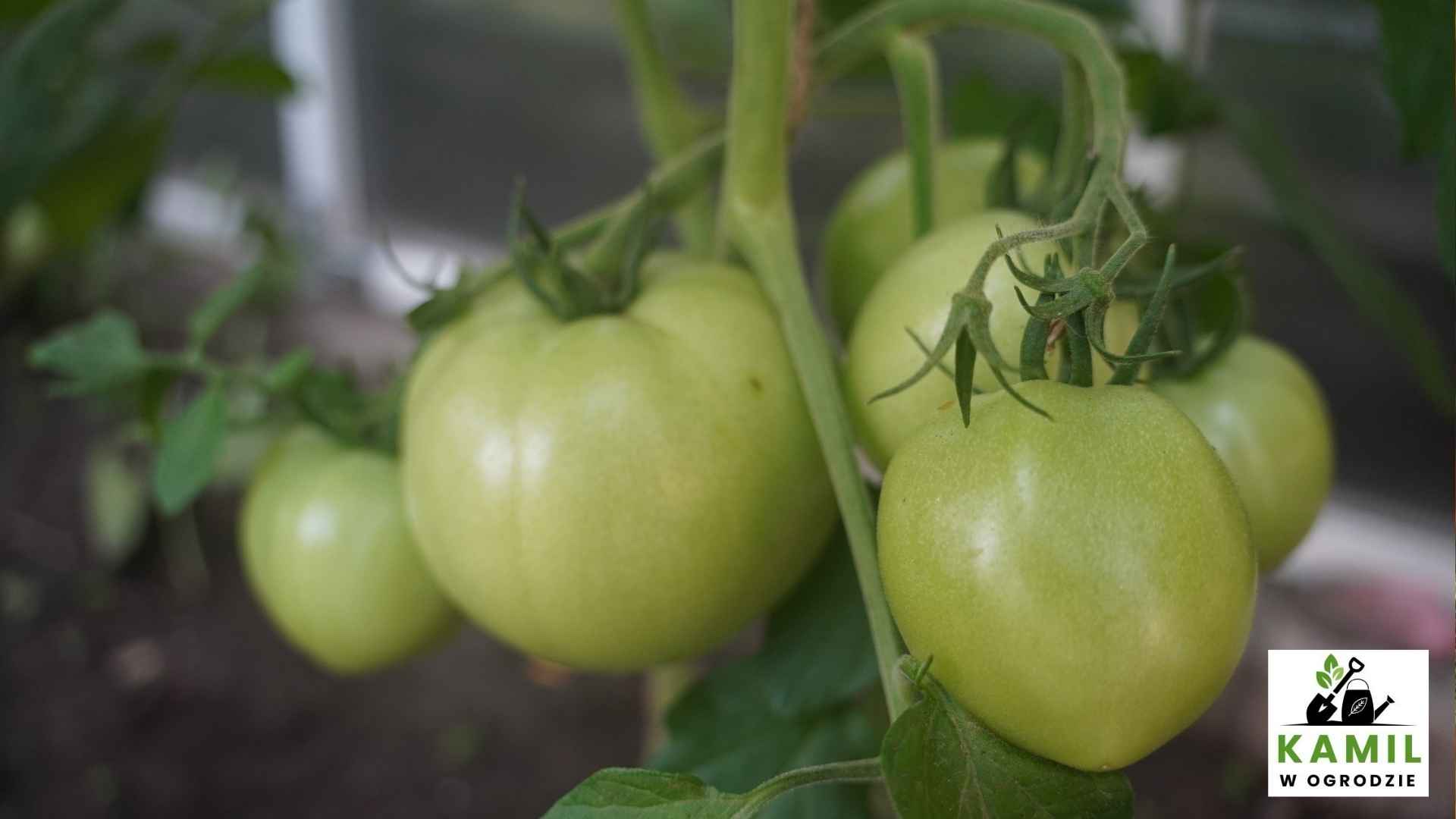 Pomidory odporne na zarazę ziemniaczaną | foto. Kamil w Ogrodzie materiały własne