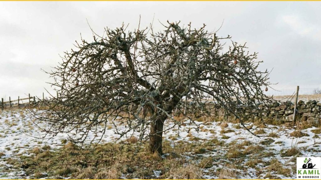 Przycinamy pędy rosnące pionowo w górę | foto. Kamil w Ogrodzie