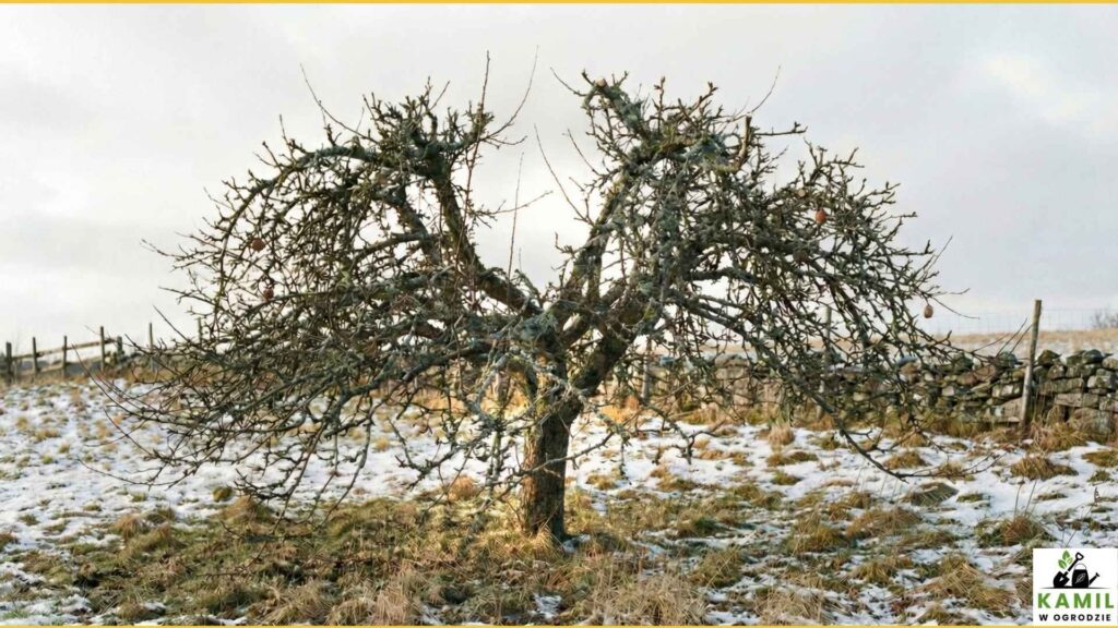 Przerzedzamy koronę drzewa od środka | foto. Kamil w Ogrodzie