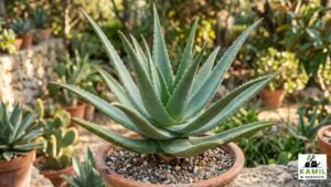 Aloes (Aloe vera) – właściwości, zastosowanie i działanie | foto. Kamilwogrodzie.pl