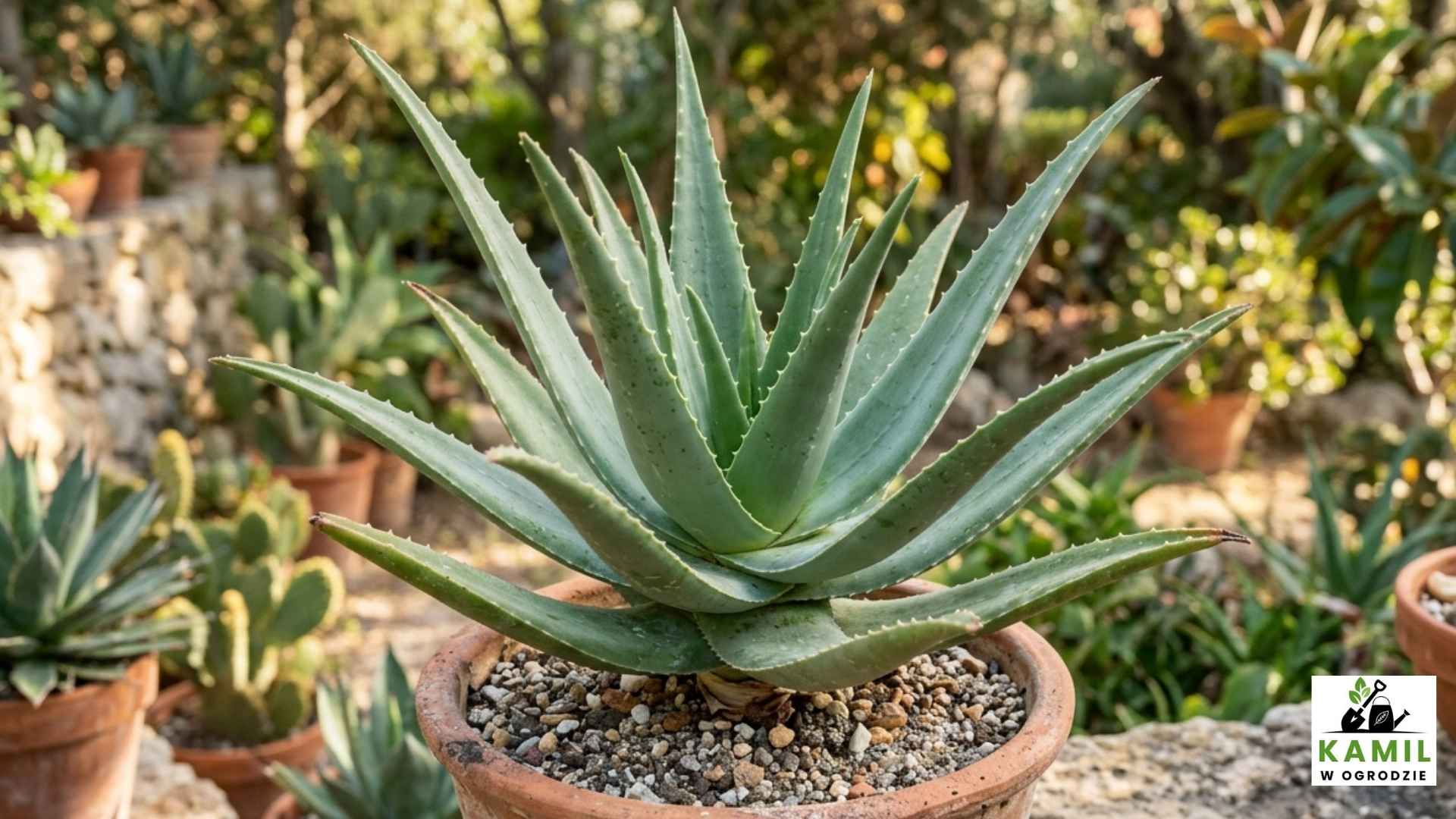 Aloes (Aloe vera) – właściwości, zastosowanie i działanie | foto. Kamilwogrodzie.pl