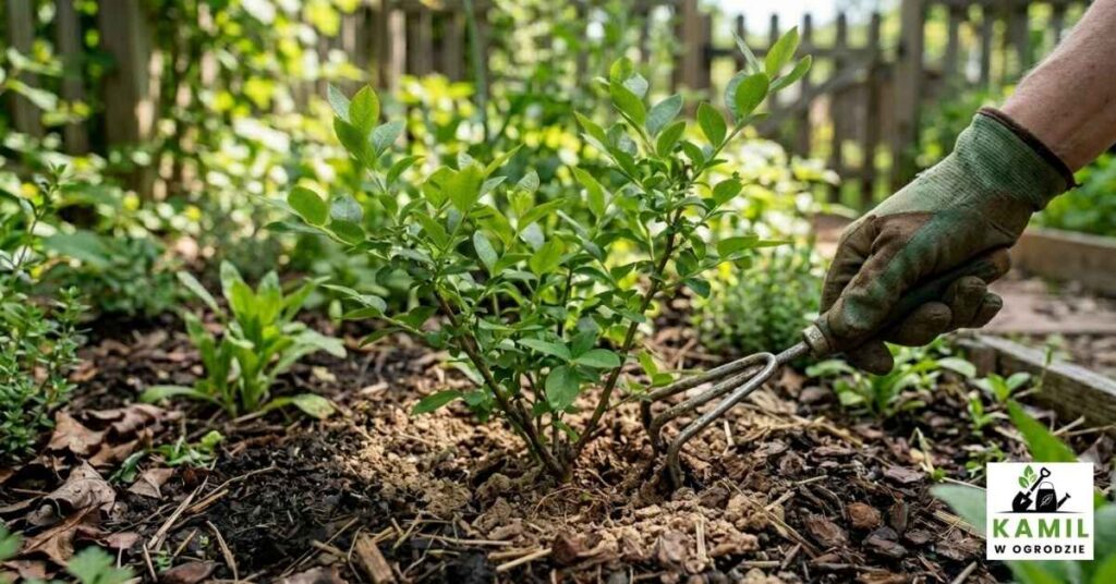 Spulchnianie gleby borówka amerykańska | foto. Kamil w Ogrodzie