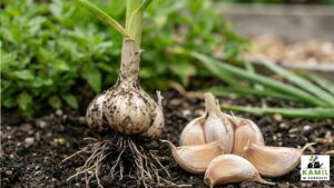 Czosnek pospolity – właściwości, zastosowanie i naturalne leczenie | foto. Kamilwogrodzie.pl