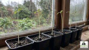 Czy tak ma być?! Twoje sadzonki pomidorów wyglądają jak nitki? To sygnał alarmowy