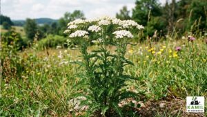 Krwawnik pospolity (Achillea millefolium) – właściwości, zastosowanie i zbiór (kompletny przewodnik)