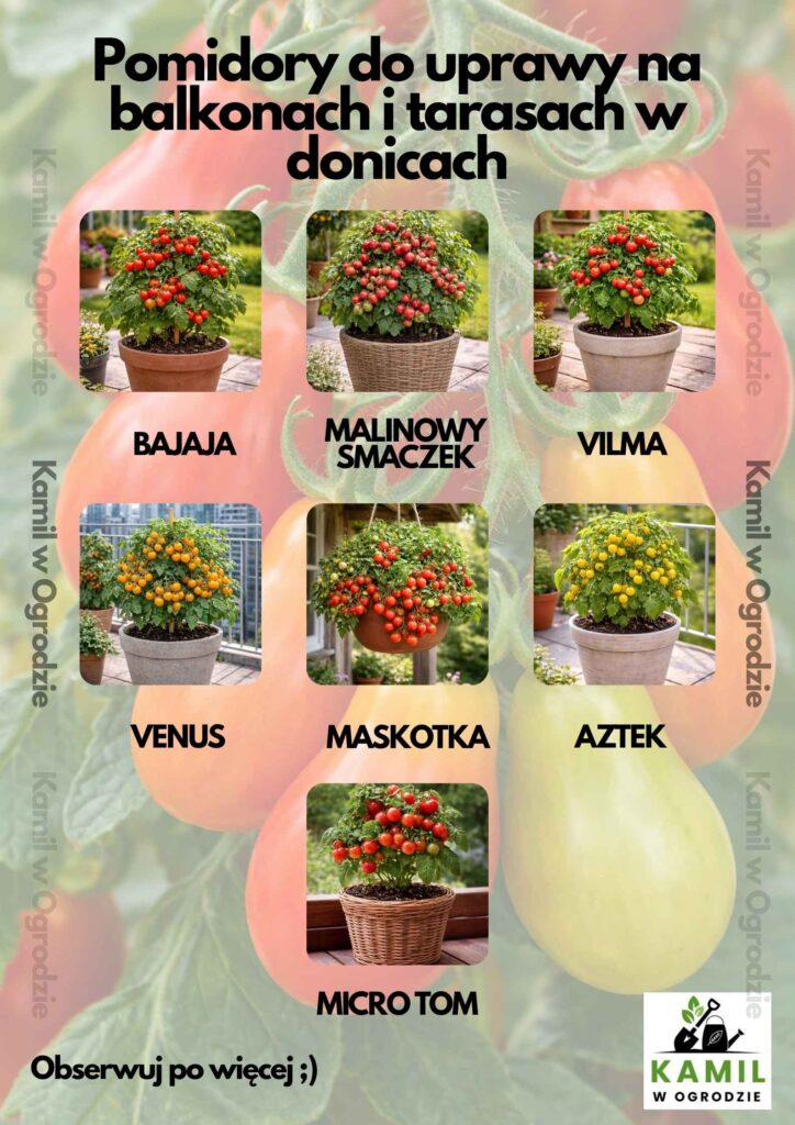 Pomidory do uprawy na tarasie i balkonie – najlepsze odmiany + kompletny poradnik krok po kroku | foto. Kamilwogrodzie.pl