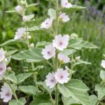 Prawoślaz lekarski – właściwości, zastosowanie i działanie