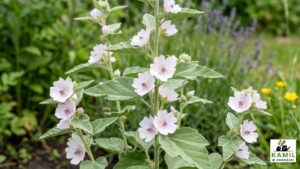 Prawoślaz lekarski – właściwości, zastosowanie i działanie