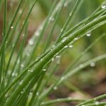 Szczypiorek – uprawa krok po kroku, wymagania i pielęgnacja przez cały rok