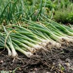 Uprawa cebuli dymki – kiedy sadzić, jak pielęgnować i co zrobić, żeby cebule były duże i zdrowe