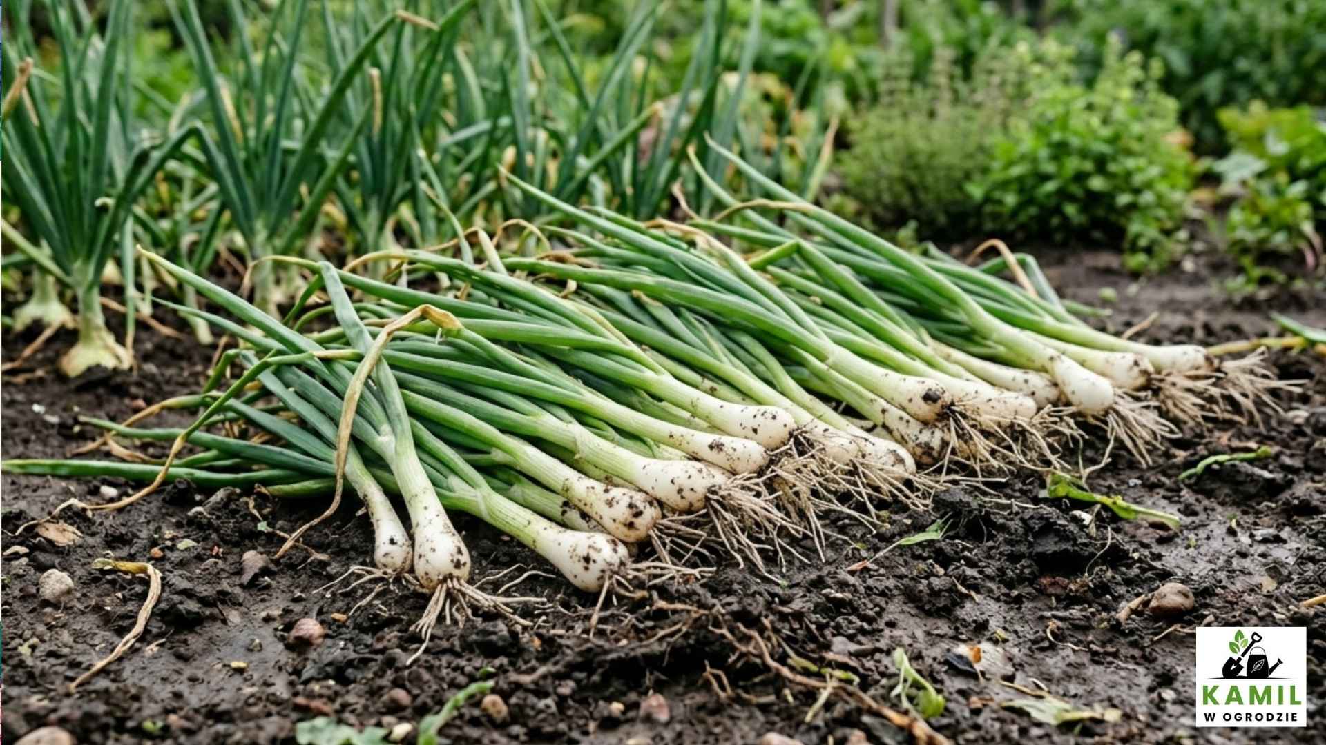 Uprawa cebuli dymki – kiedy sadzić, jak pielęgnować i co zrobić, żeby cebule były duże i zdrowe