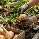 Uprawa cebuli – kiedy sadzić, jak pielęgnować i co zrobić, żeby wyrosły duże, zdrowe główki