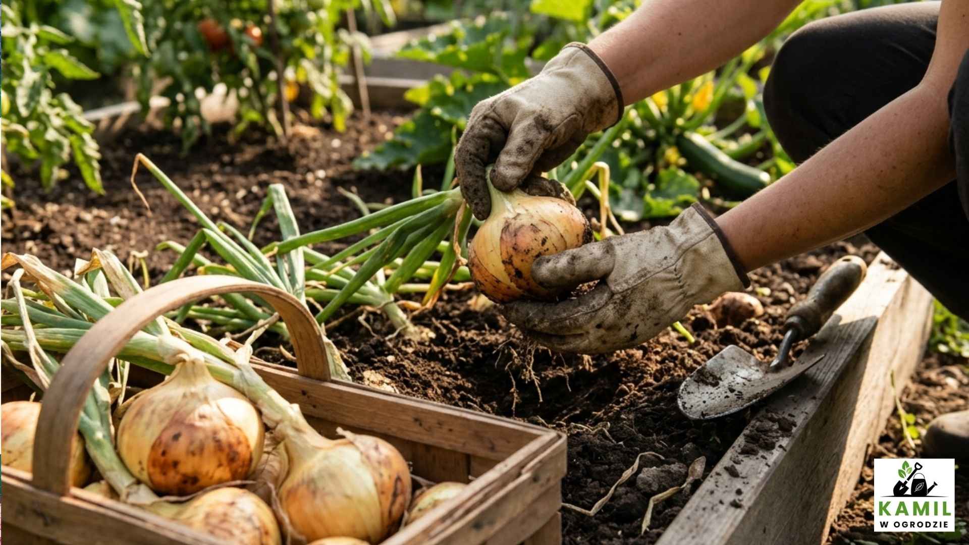 Uprawa cebuli – kiedy sadzić, jak pielęgnować i co zrobić, żeby wyrosły duże, zdrowe główki