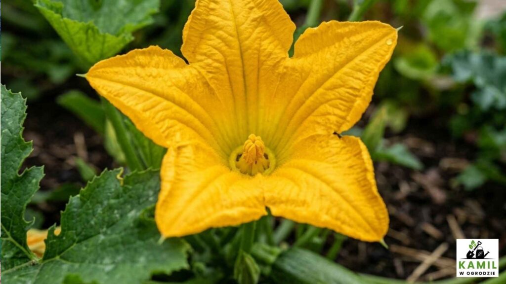 Uprawa cukinii – kiedy siać, jak prowadzić i czym nawozić, by plonowała bez końca | foto. kamilwogrodzie.pl