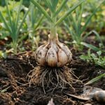 Uprawa czosnku – kiedy sadzić, jak pielęgnować i co zrobić, żeby plon był ogromny | foto. Kamilwogrodzie.pl