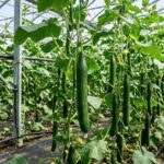 Uprawa ogórków szklarniowych - krok po kroku | foto. Kamil w Ogrodzie