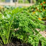 Uprawa pietruszki korzeniowej i naciowej – kiedy siać, jak uprawiać i zwiększyć plon | foto. Kamil w Ogrodzie