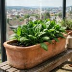 Uprawa szpinaku – kiedy siać, jak pielęgnować i jak uzyskać wysoki plon