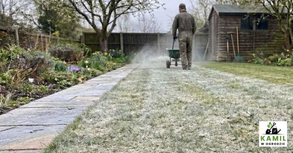Wapnowanie trawnika wykonuje się w celu regulacji odczynu pH gleby. | foto. Kamil w Ogrodzie