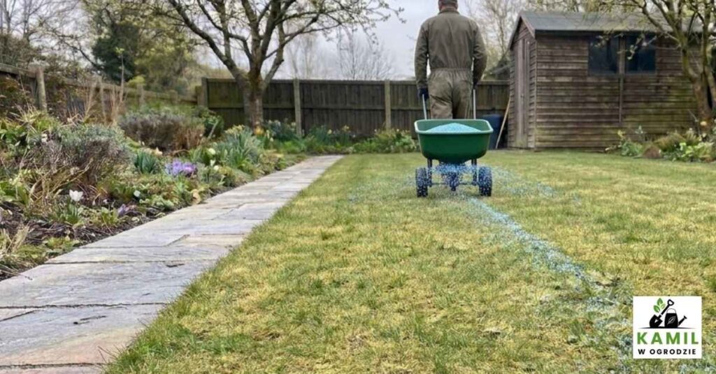 Wiosenne nawożenie trawnika | foto. Kamil w Ogrodzie