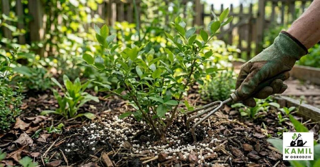Zakwaszanie gleby pod uprawę borówki amerykańskiej | foto. Kamil w Ogrodzie
