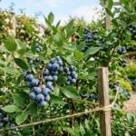 Zrób to z borówką teraz – w kilka minut, a latem ugniesz się pod owocami. Ten błąd popełnia większość ogrodników | foto. Kamil w Ogrodzie