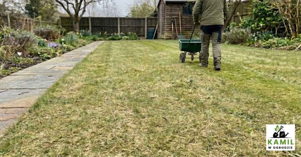 Aby trawnik wyglądał pięknie za kilka tygodni należy wysiać nasiona w miejscach gdzie są widoczne tzw. placki. | foto. Kamil w Ogrodzie