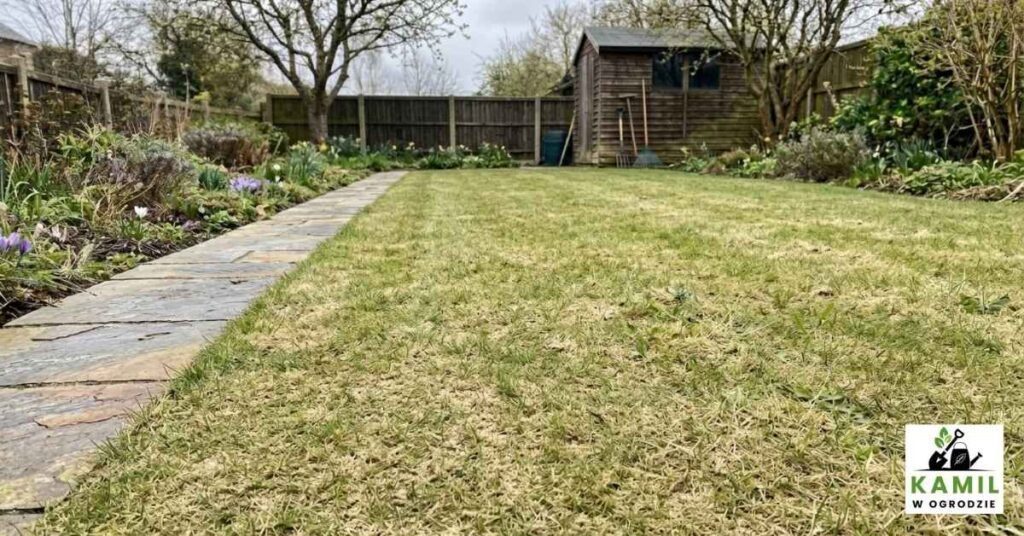 Trawnik po zabiegach oczyszczenia, wertykulacji, aeracji oraz piaskowania. | foto. Kamil w Ogrodzie