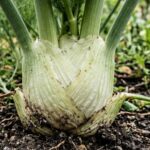 Uprawa kopru włoskiego – kiedy siać, wymagania i jak uniknąć błędów