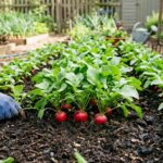 Uprawa rzodkiewki w ogrodzie – kompletny poradnik od siewu do zbioru