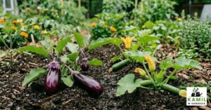 Bakłażan – uprawa w ogrodzie. Kiedy siać, jak prowadzić i czym nawozić oberżynę, żeby zdążyła wydać plon | foto. Kamil w Ogrodzie