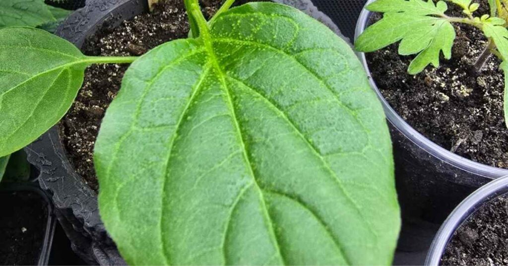 Chropowate liście papryki? To nie choroba! Wszystko o edemie (obrzęku) papryki | foto. KAMIL W OGRODZIE MATERIAŁY WŁASNE