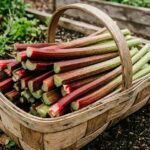 Uprawa rabarbaru – jak sadzić, nawozić i zbierać rabarbar, żeby rósł przez wiele lat