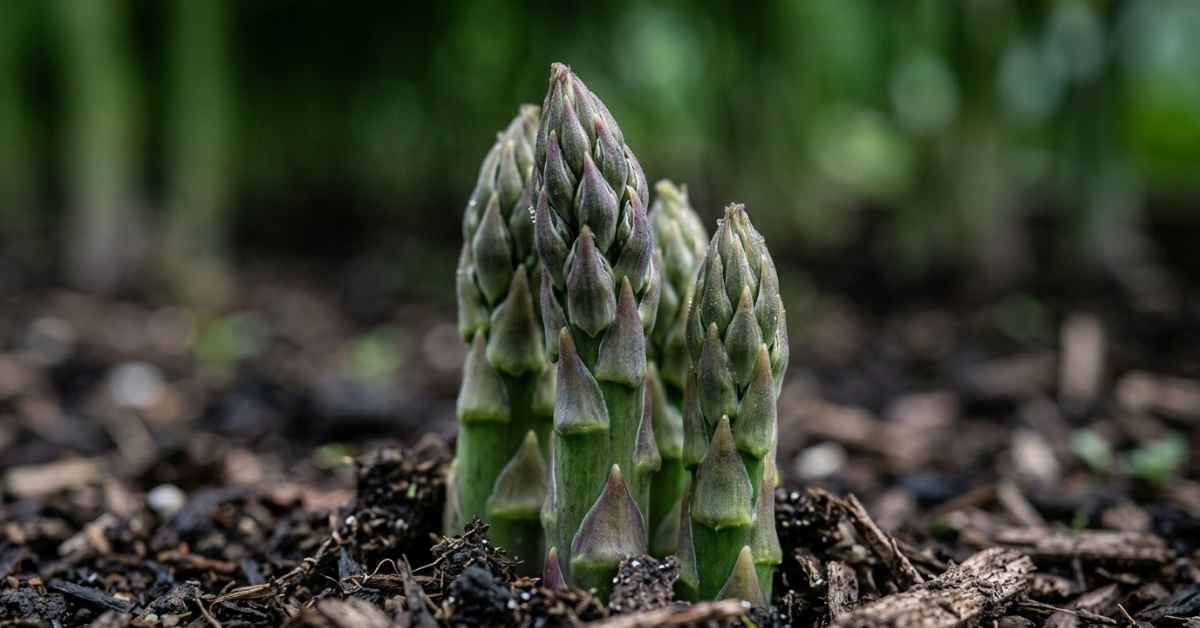 Uprawa szparagรณw w ogrodzie โ jak zaลoลผyฤ szparagarniฤ i zbieraฤ wลasne pฤdy przez lata | foto. Kamil w Ogrodzie