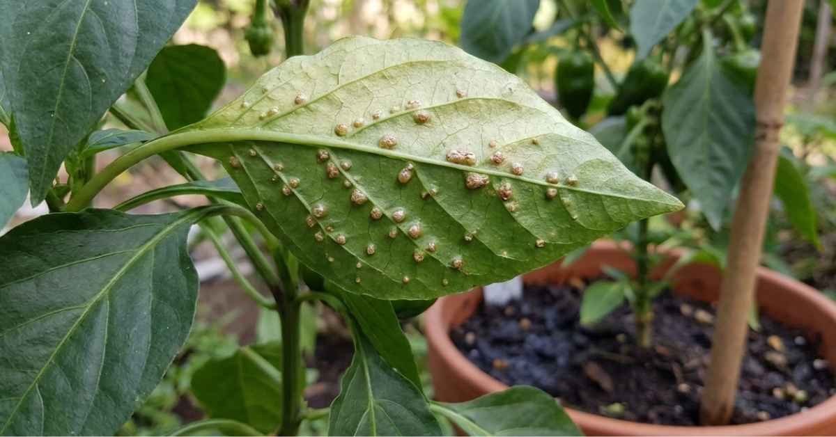 Chropowate liลcie papryki? To nie choroba! Wszystko o edemie (obrzฤku) papryki | foto. Kamil w Ogrodzie