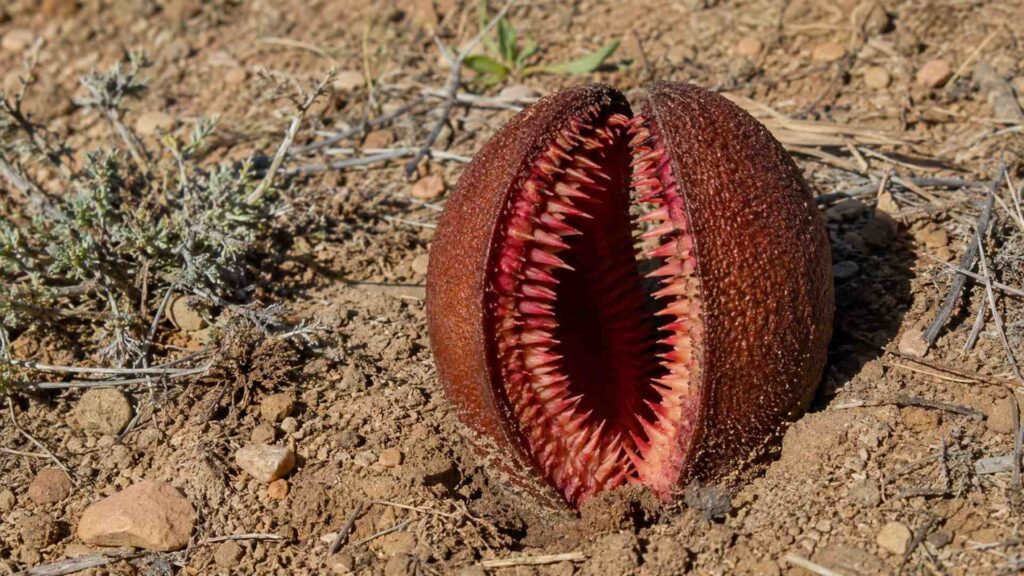 Hydnora africana | Foto. Kamil w Ogrodzie