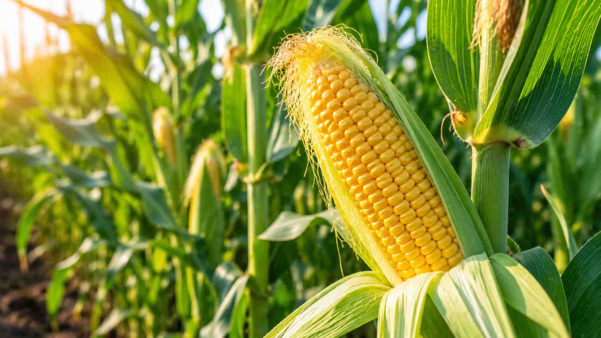 Kukurydza cukrowa w ogrodzie. Wysiew, uprawa, pielęgnacja i zbiory słodkich kolb krok po kroku | foto. Kamil w Ogrodzie