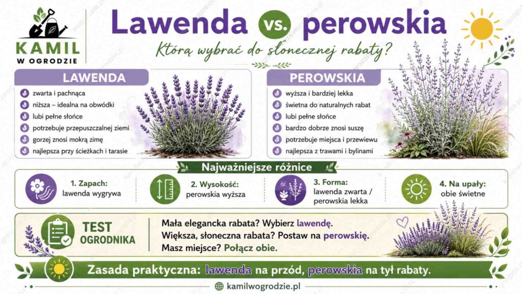 Lawenda czy perowskia? Która lepsza na słoneczną rabatę?