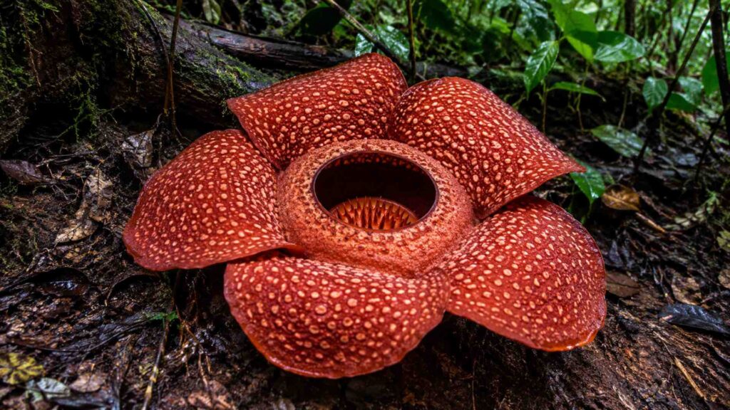 Rafflesia. Ogromny kwiat bez liści, łodygi i korzeni | foto. KAMIL W OGRODZIE