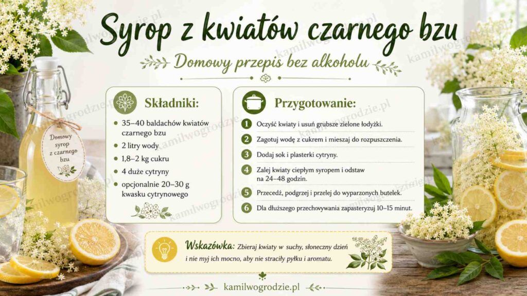 Syrop z kwiatów czarnego bzu - Przepis i właściwości prozdrowotne | foto. Kamil w Ogrodzie