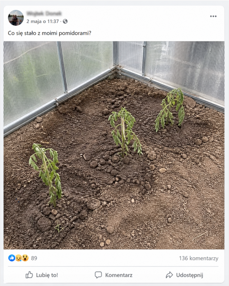 Co się stało z moimi pomidorami? Widzę to teraz codziennie… i muszę to w końcu powiedzieć