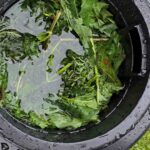 Zero sztucznych nawozów ze sklepu. Robię jedną beczkę naturalnej gnojówki i uzupełniam ją przez cały sezon