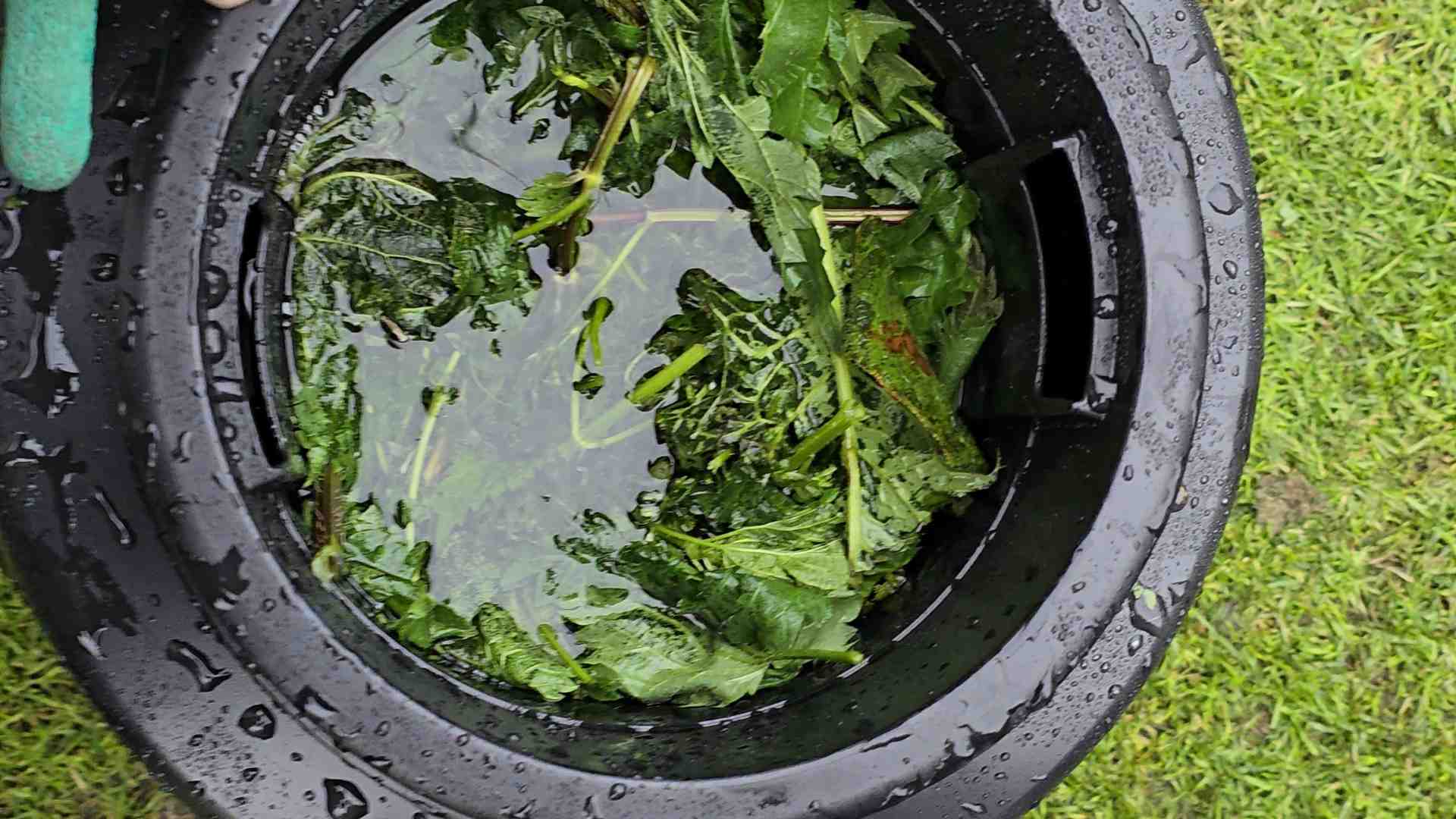 Zero sztucznych nawozów ze sklepu. Robię jedną beczkę naturalnej gnojówki i uzupełniam ją przez cały sezon