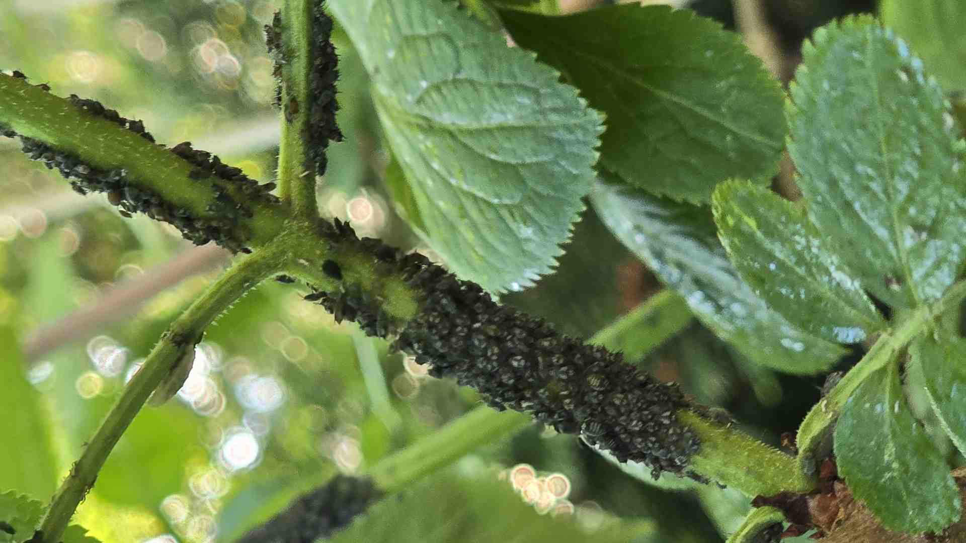 Czarna mszyca bzowa – opis, występowanie, objawy żerowania i zwalczanie | foto. Kamil w Ogrodzie