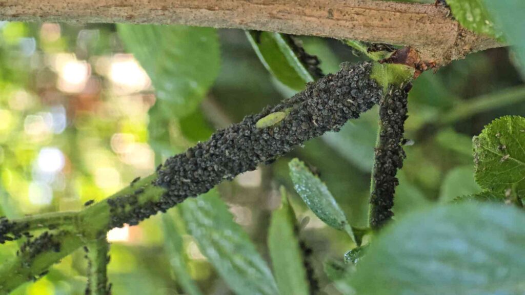Aphis sambuci – Mszyca bzowa na młodym pędzie czarnego bzu | foto. Kamil w Ogrodzie