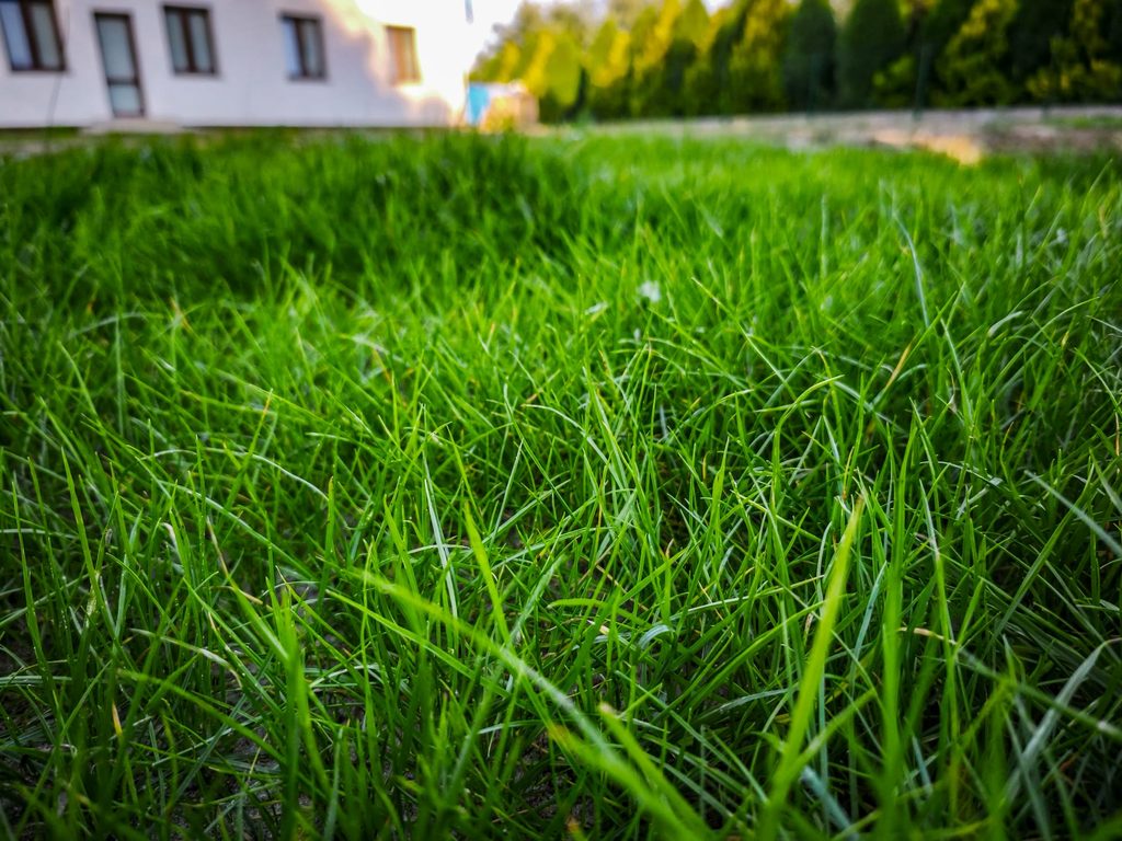 Trawa z rolki FLOROGARDEN w prawdziwym ogrodzie. Zdjęcia pokazują kolejne etapy – od pierwszych źdźbeł aż po gęstą zieloną murawę.